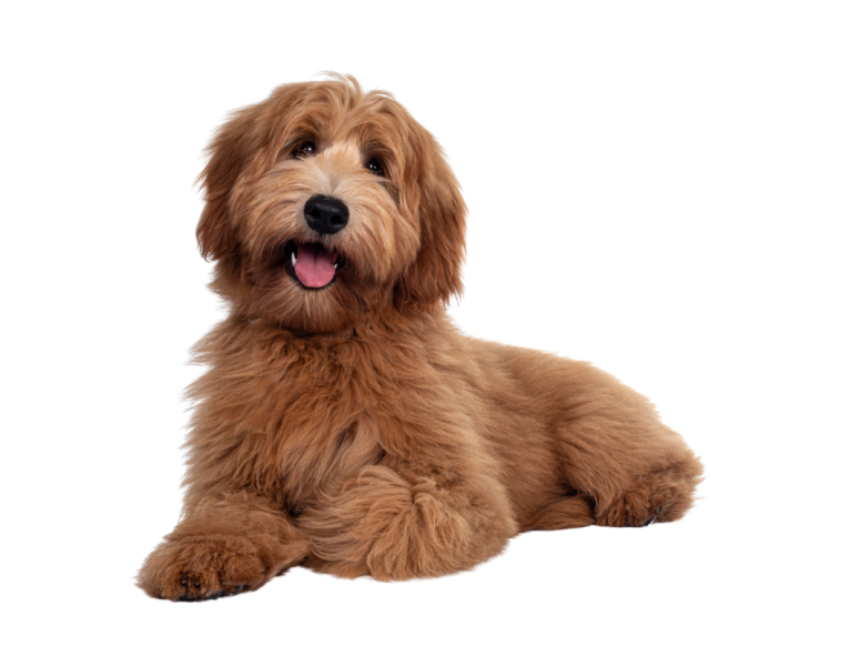 Dog (41)